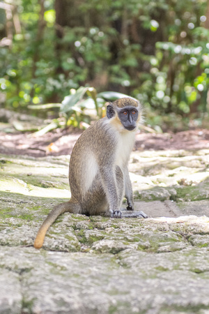 3094-green.monkey.barbados