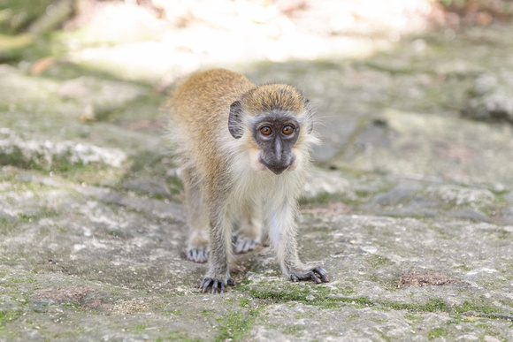 3090-green.monkey.barbados