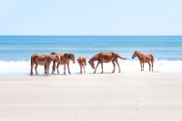 Outer Banks - Landscapes & Nature